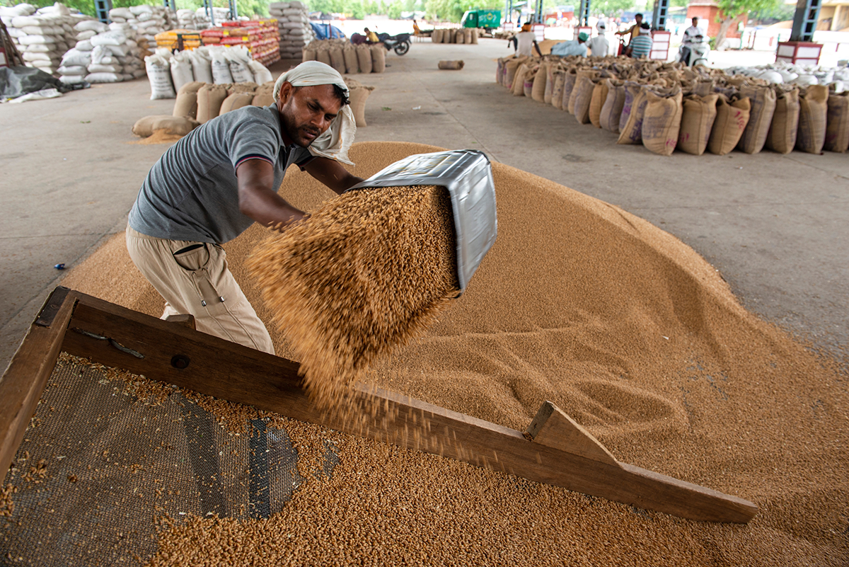 A wholesale grain market, Narela anaj mandi, in Delhi, India, May 2022. Photo by Pradeep Gaurs.