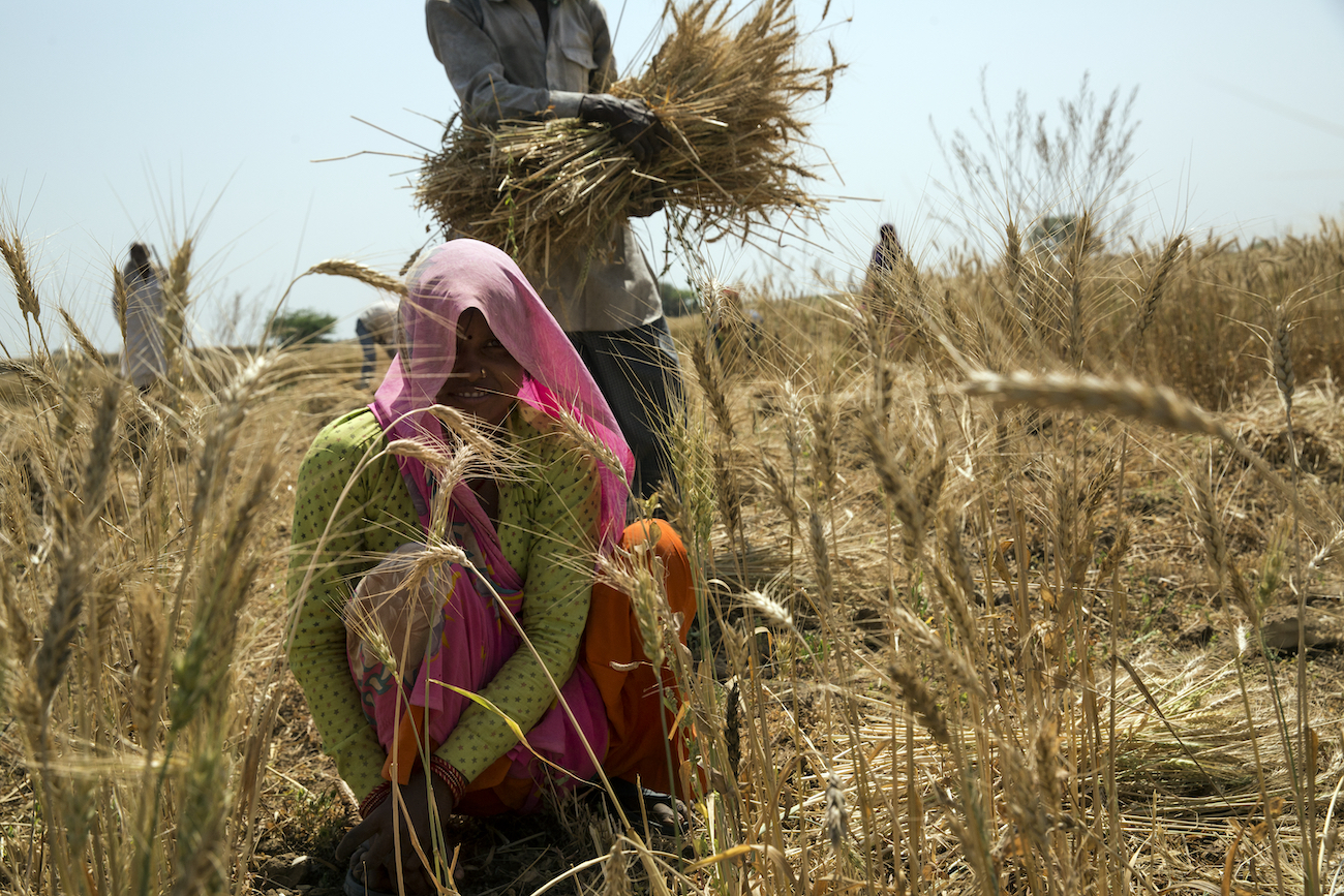 Indian woman crouched down, working in a field. 