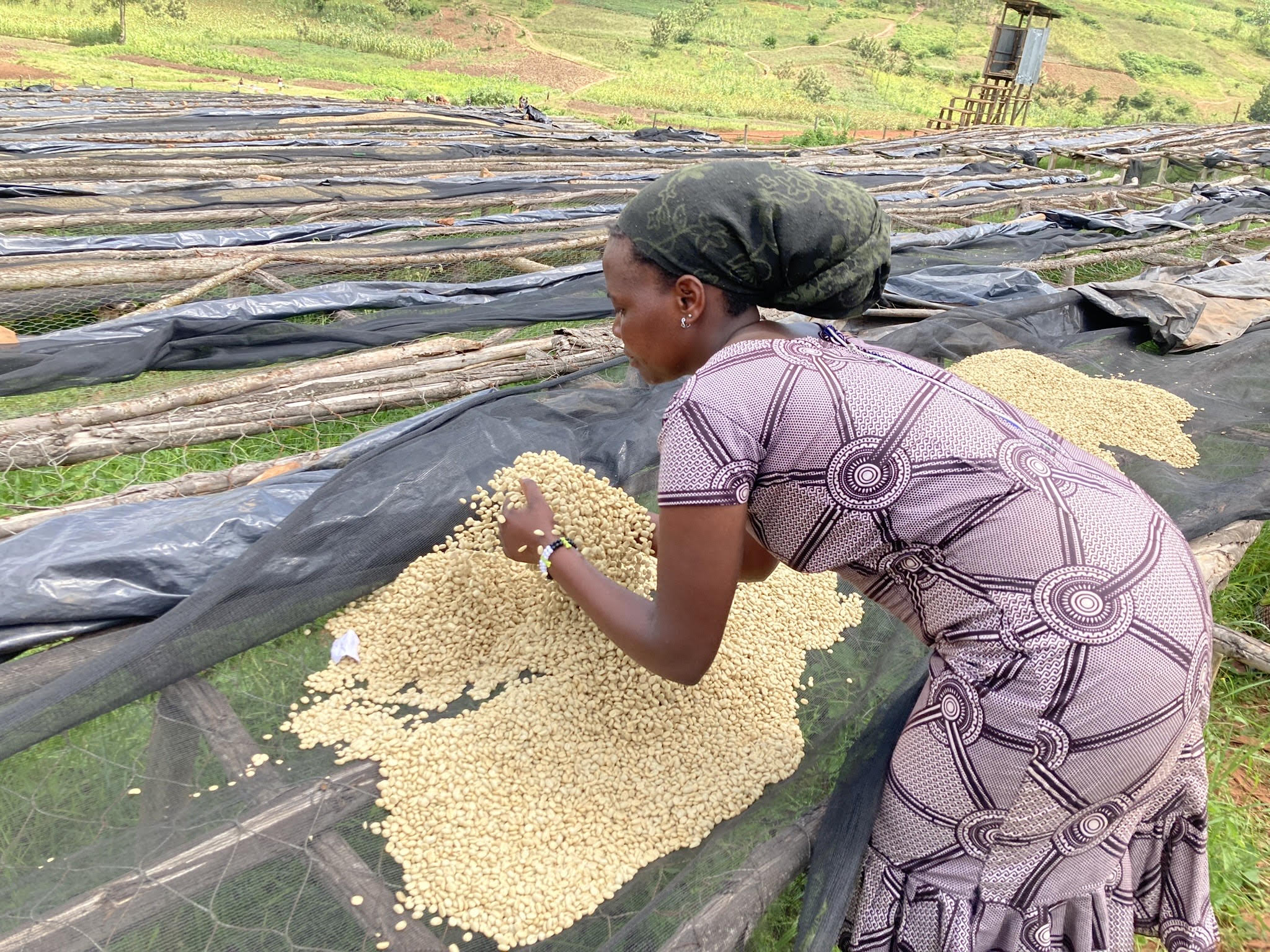"A Rwandan farmer sifts through coffee plants on a coffee farm"