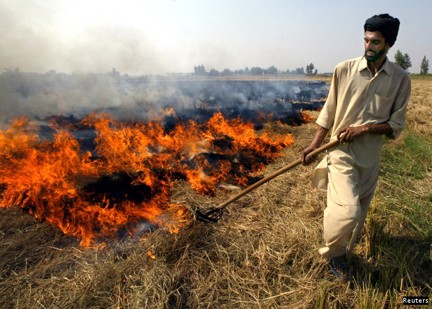 Farmer burning paddy husks