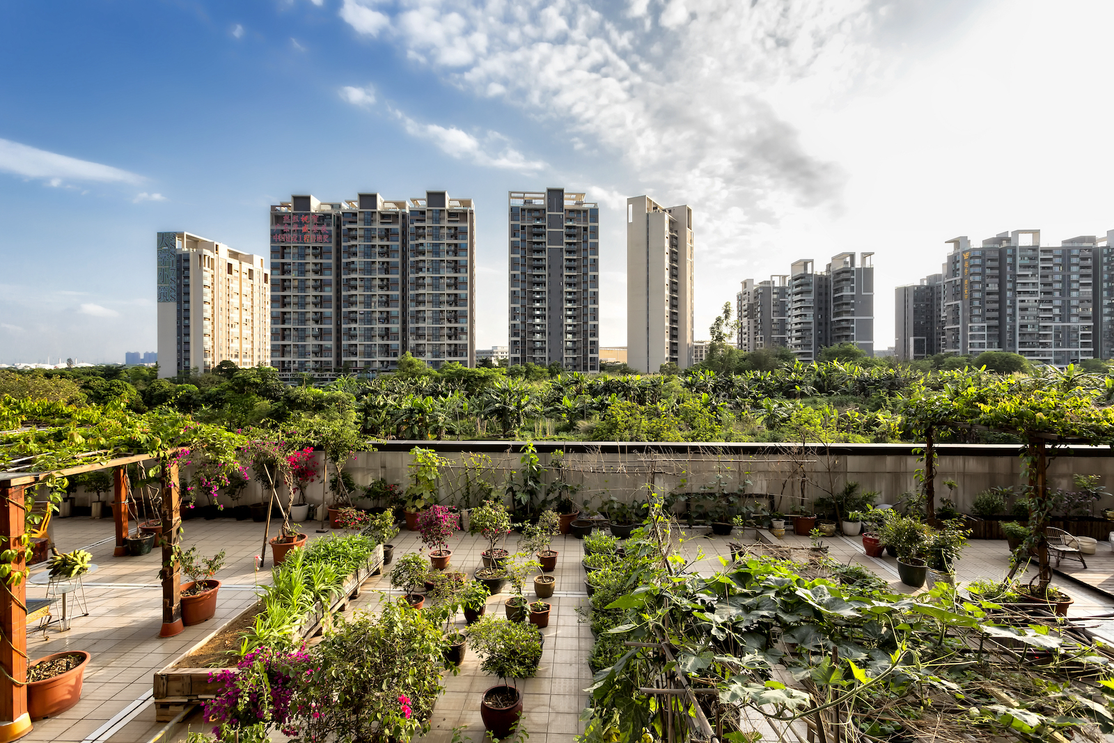 An urban garden with high-rise apartment buildings in the background