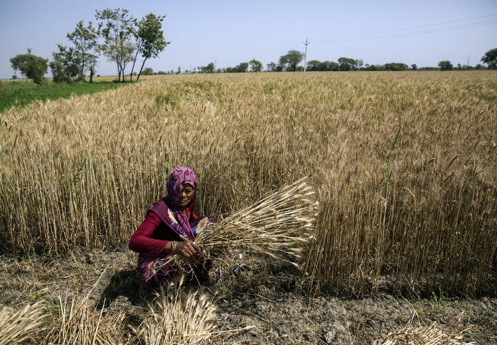 Woman crouching and picking crops. 
