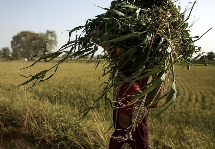 Women carrying crops