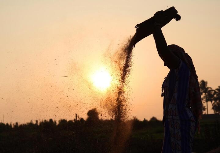 Farmers harvesting rice in rice field in india.