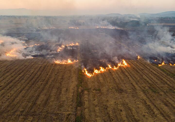 Aerial view of a burning rice field.