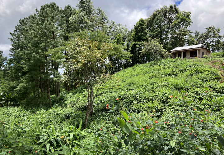 Image showing community forests in the Indian state of Meghalaya