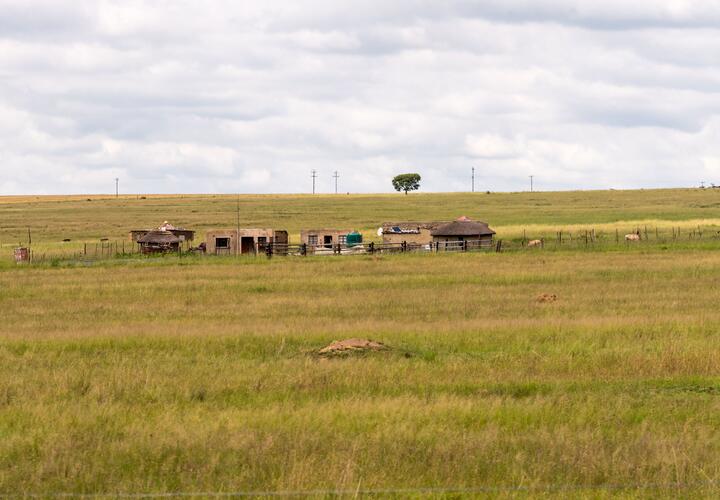 A wide shot of livestock on a farm