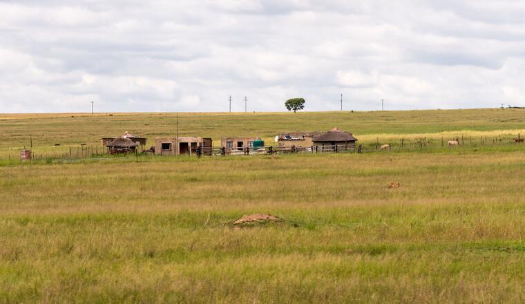 A wide shot of livestock on a farm