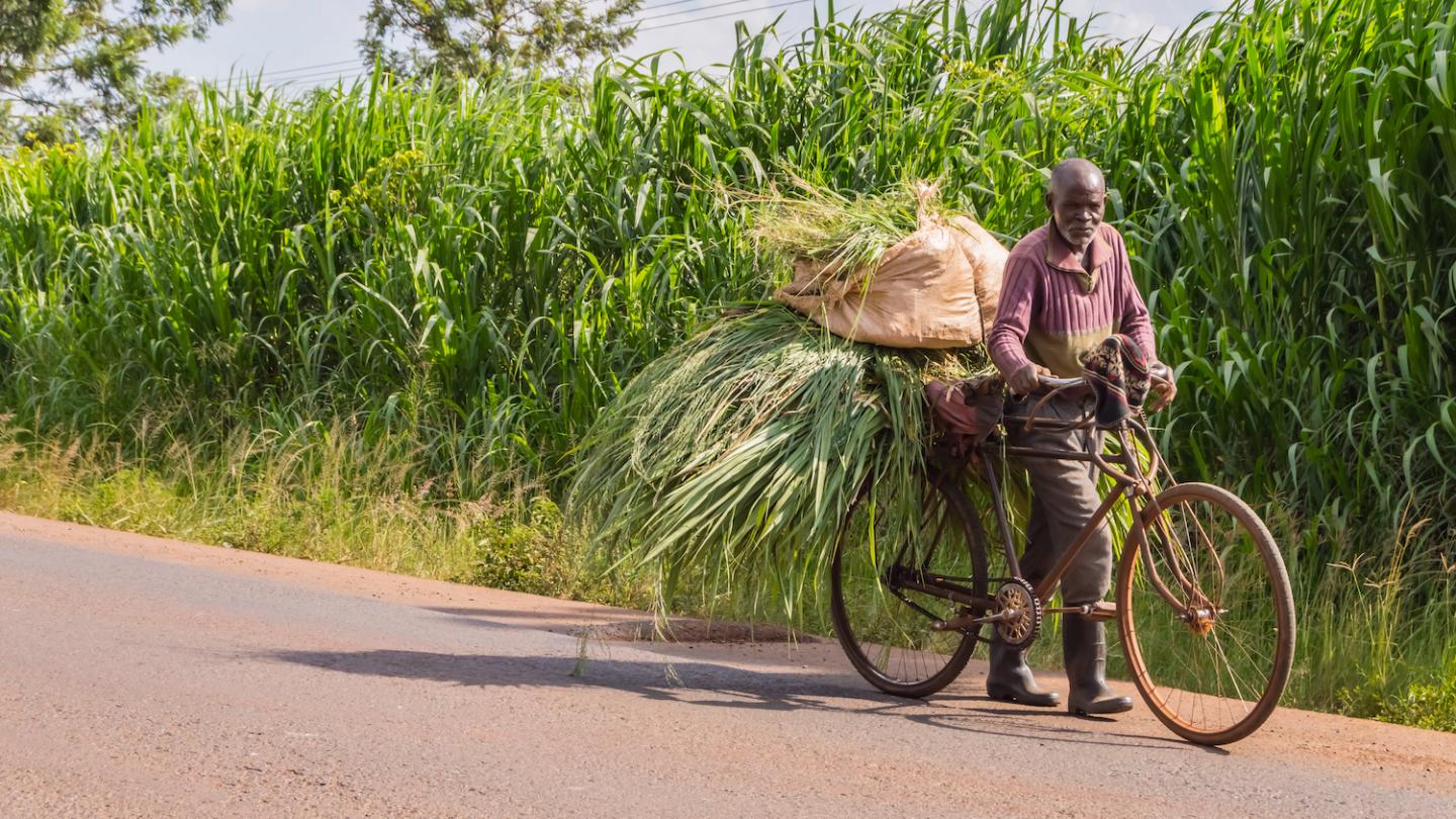 Elderly Kenyan farmer carrying produce