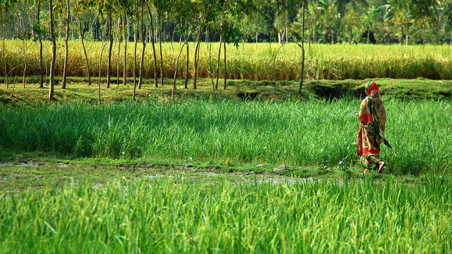 A farmer walks through a lush rice field in India